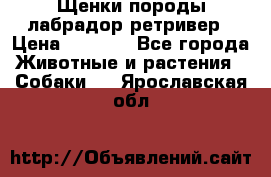 Щенки породы лабрадор ретривер › Цена ­ 8 000 - Все города Животные и растения » Собаки   . Ярославская обл.